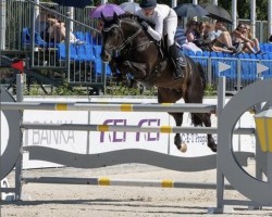 stallion Lint (Holsteiner, 2011, from Limbus)