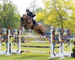 Springpferd Mainly San Peppy (KWPN (Niederländisches Warmblut), 2017, von Brantzau)