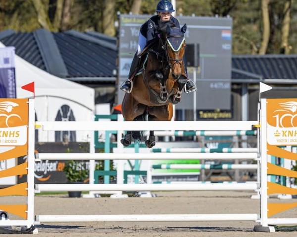 Springpferd Hyaliet (KWPN (Niederländisches Warmblut), 2012, von Back Gammon (NLD))
