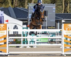 Springpferd Hyaliet (KWPN (Niederländisches Warmblut), 2012, von Back Gammon (NLD))