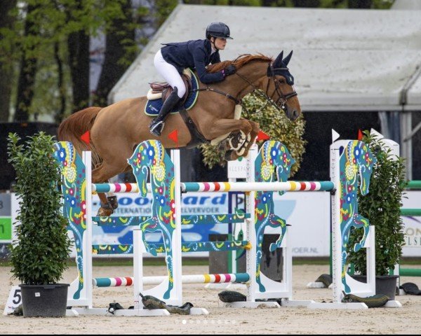 jumper La Pleasure (KWPN (Royal Dutch Sporthorse), 2016, from For Pleasure)