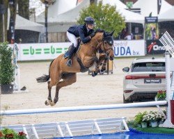 jumper Majeur S (KWPN (Royal Dutch Sporthorse), 2017, from Bamako de Muze)