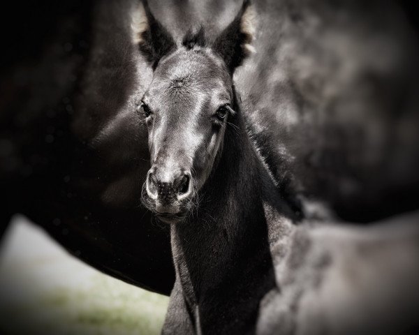 Pferd Grandioso DRH (Österreichisches Warmblut, 2021, von Glamourdale)