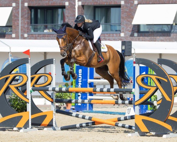 jumper Jopie Amazing Jr (KWPN (Royal Dutch Sporthorse), 2014, from Arezzo)