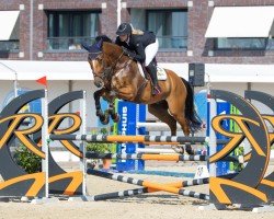jumper Jopie Amazing Jr (KWPN (Royal Dutch Sporthorse), 2014, from Arezzo VDL)