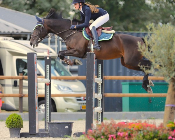 jumper Dilly Dally Z (Zangersheide riding horse, 2016, from Douglas)