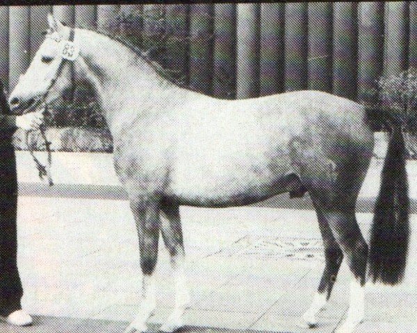 Ogier kryjący Nedo II (Niemiecki Kuc Wierzchowy, 1978, od Nijm ox)