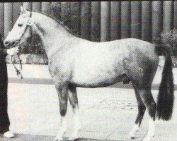 Deckhengst Nedo II (Deutsches Reitpony, 1978, von Nijm ox)