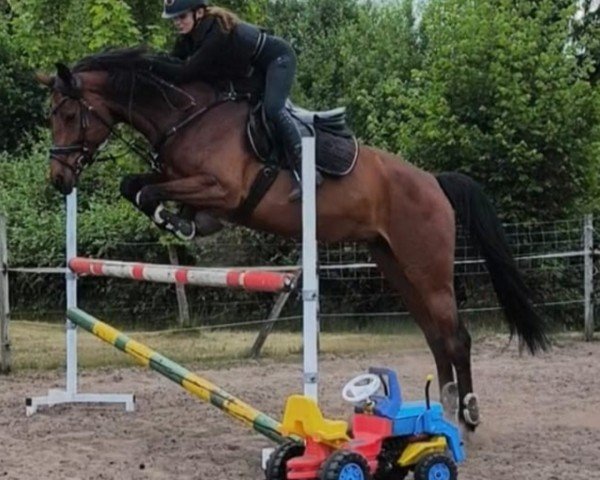 dressage horse Amira 277 (Westphalian, 2018, from A La Carte NRW)