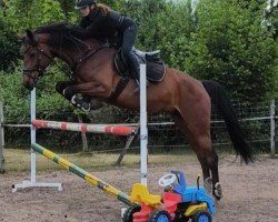 dressage horse Amira 277 (Westphalian, 2018, from A La Carte NRW)