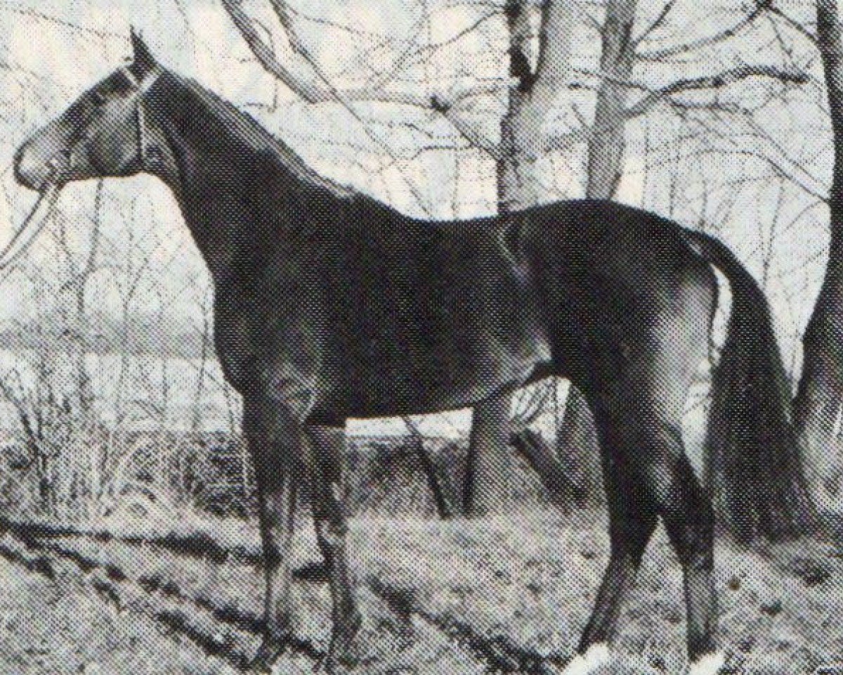 stallion Tocuyo xx (Thoroughbred, 1982, from Busted xx)