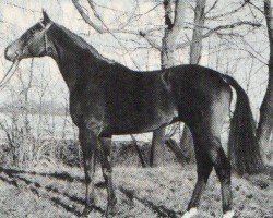 stallion Tocuyo xx (Thoroughbred, 1982, from Busted xx)