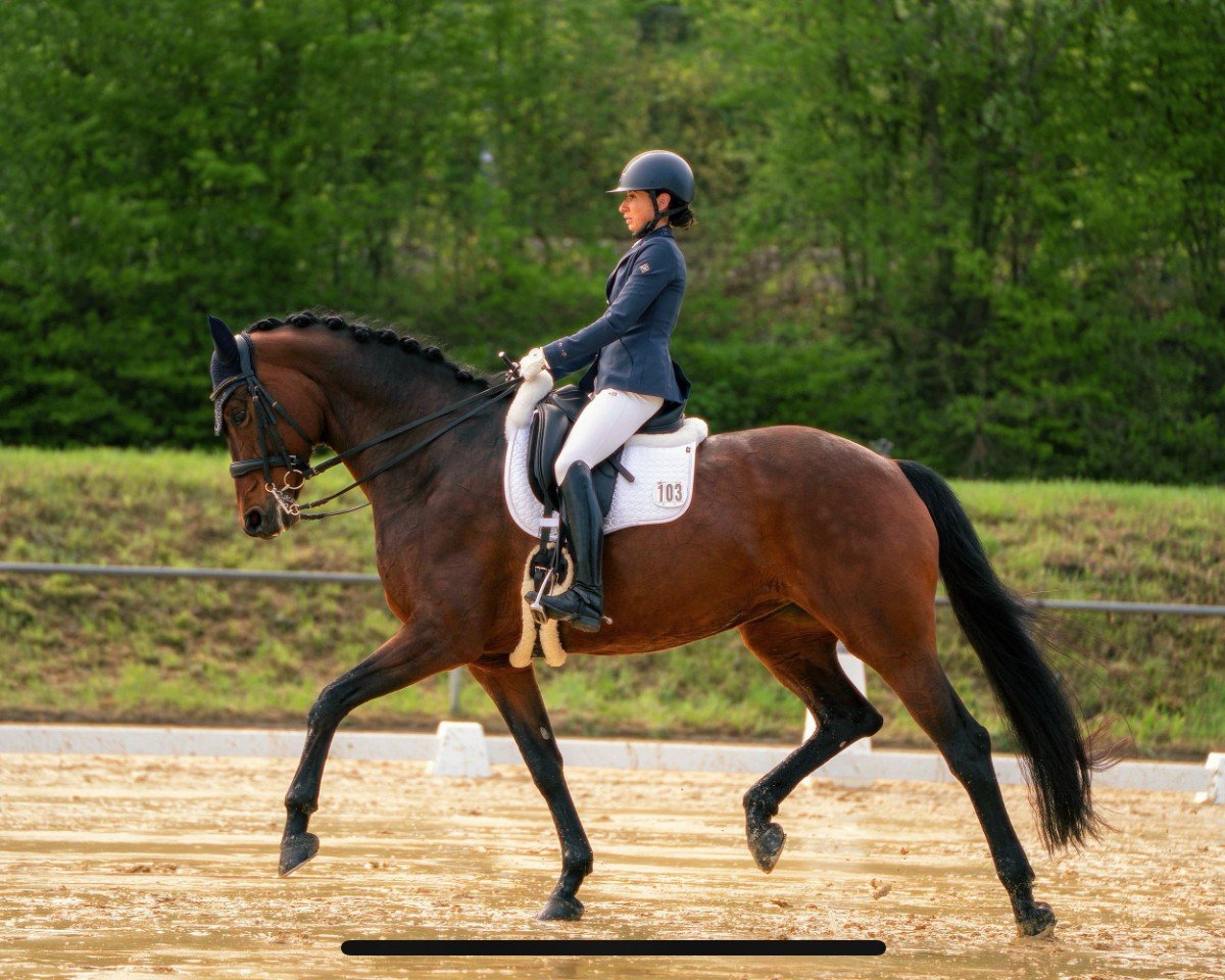 dressage horse First Class 102 (German Sport Horse, 2016, from Fürstenball)