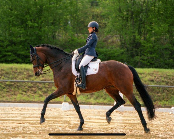 Caballo de Doma First Class 102 (Caballo de Deporte Alemán, 2016, de Fürstenball)