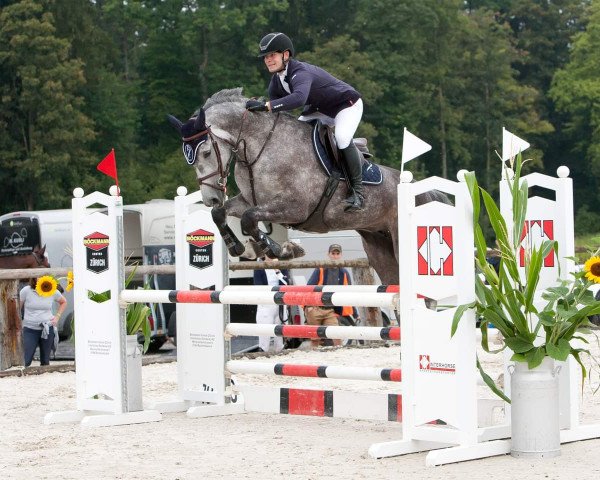 jumper Diva 634 (Hanoverian, 2015, from Diacontinus)