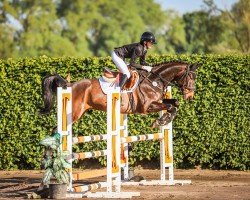 Caballo de salto Allerbester 6 (Hannoveriano, 2018, de Adlantico As)