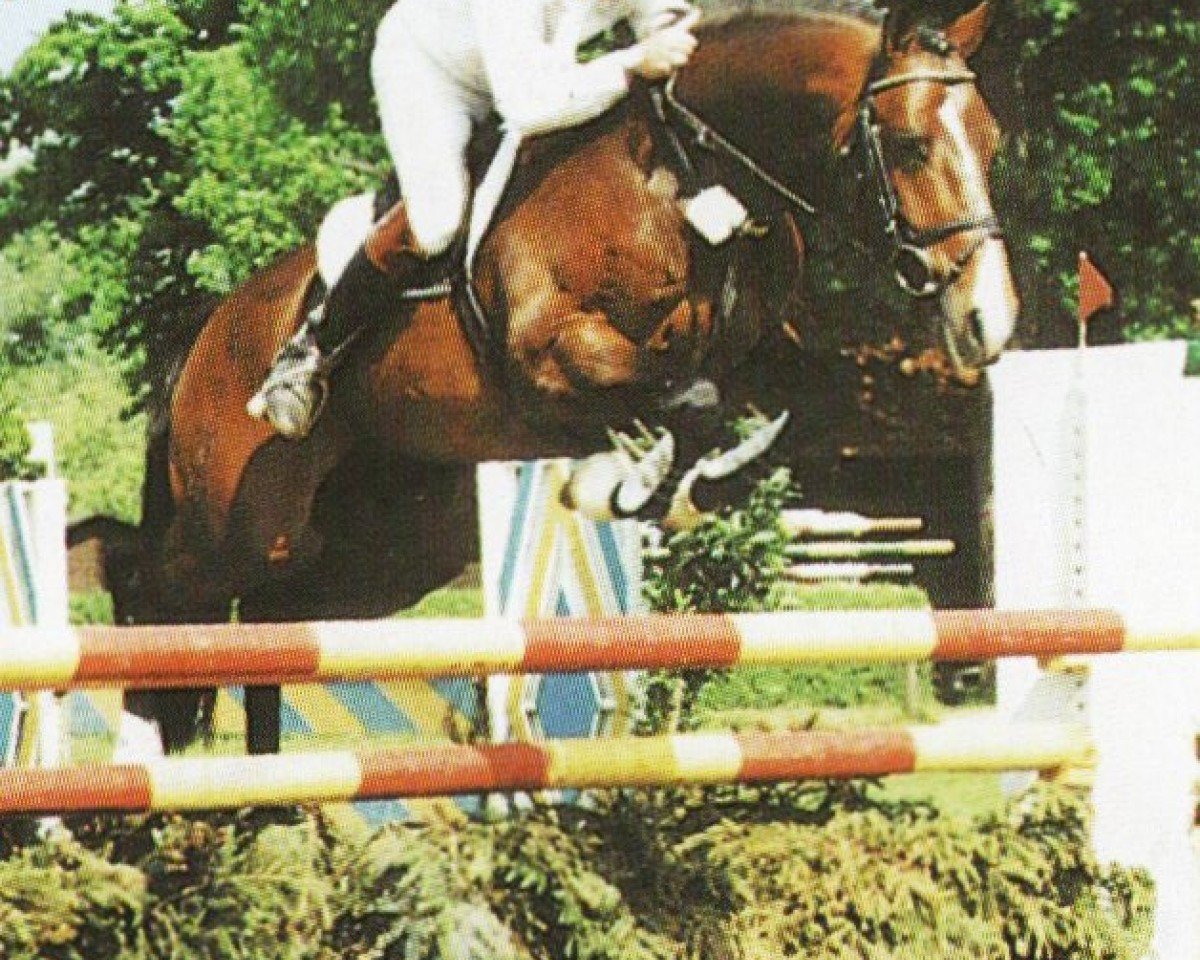stallion Romant (Bavarian, 1986, from Raphael)