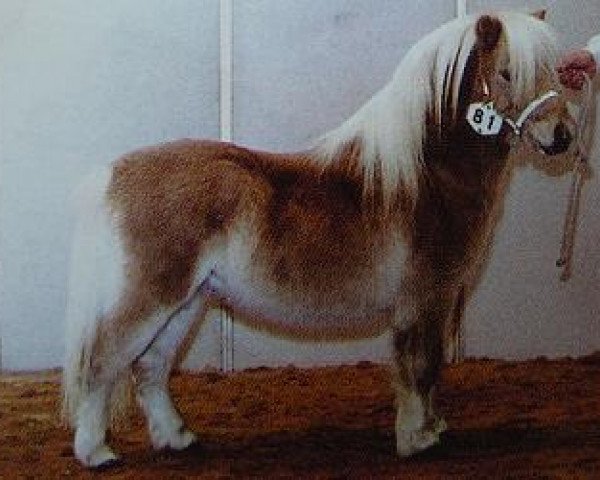 horse Rebel of Sportview (Shetland Pony, 2001, from Leandro van Stal Brammelo) horse Rebel of Sportview (Shetland Pony, 2001, from Leandro van Stal Brammelo)