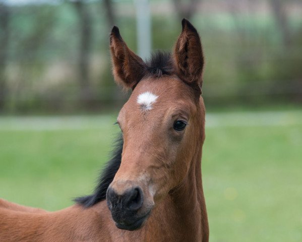 horse Balios US (Holsteiner, 2017, from VDL Bubalu)