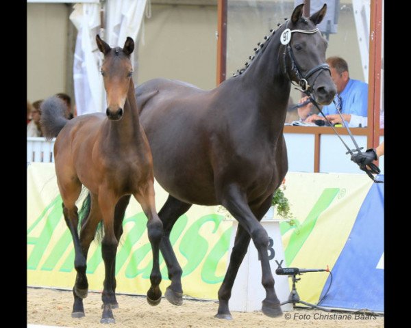 Zuchtstute Donna Doreen von Issen (Hannoveraner, 2012, von Don Index)