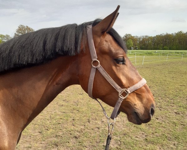 jumper Ikarus van Lage (Zangersheide riding horse, 2018, from I'm Special de Muze)