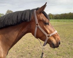jumper Ikarus van Lage (Zangersheide riding horse, 2018, from I'm Special de Muze)