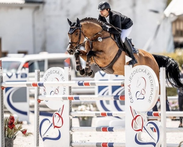 Springpferd Ace (Holsteiner, 2015, von Acodetto I)
