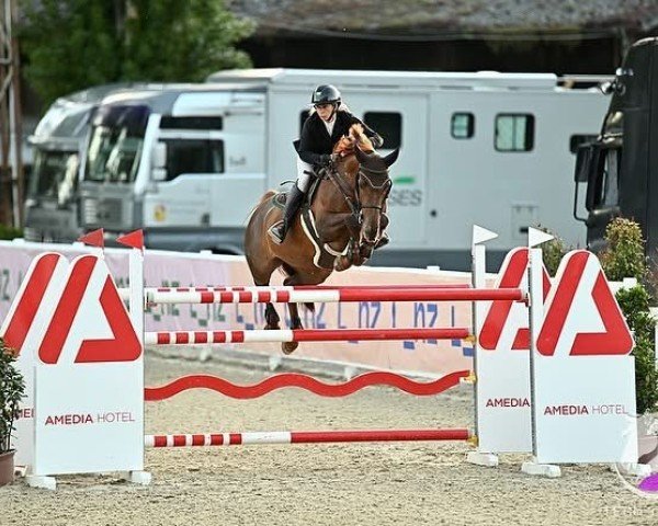Springpferd Tmsh Lady Majella (Irish Sport Horse, 2014)