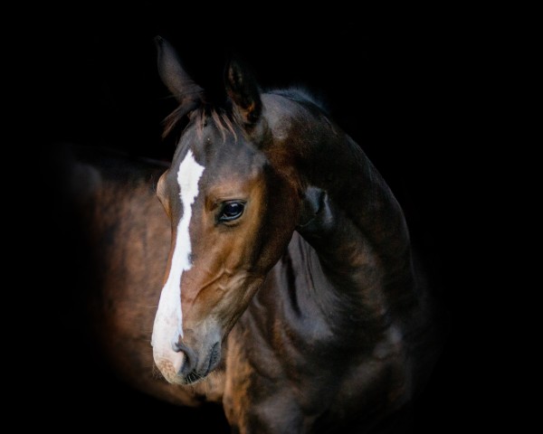 horse Defoe (Holsteiner, 2024, from Dourkhan Hero Z)