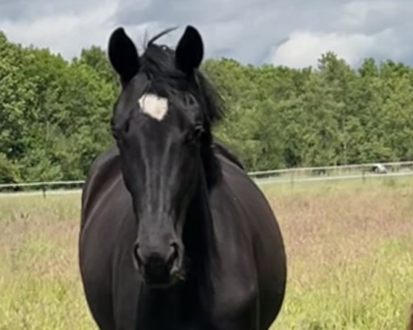 horse Skylines Sommermärchen H (Oldenburg, 2023, from Skyline To B)