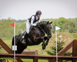 eventing horse Dobby 44 (Hanoverian, 2019, from Dohnanyi 5)