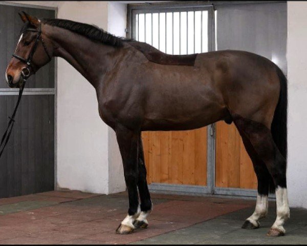 horse SR - Lightning (Rhinelander, 2021, from Leandro Vg)