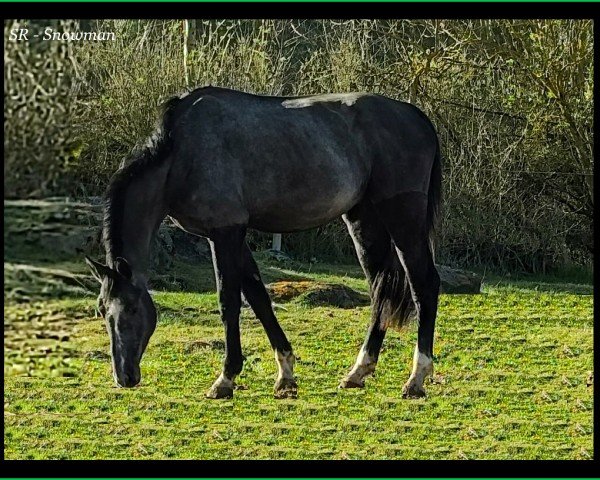 horse SR - Snowman (Zangersheide riding horse, 2021, from Leandro Vg)