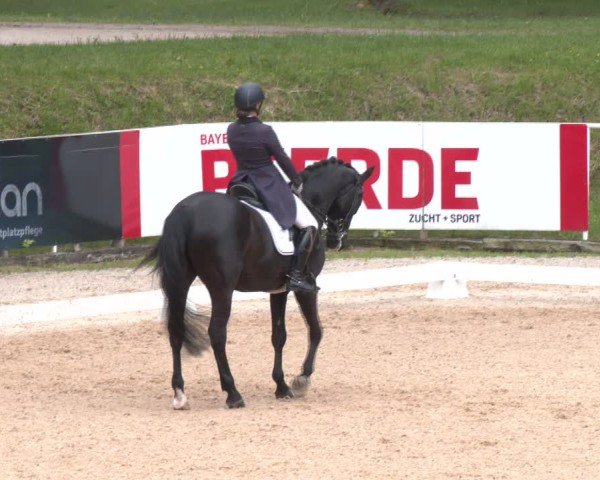 Reitturnier Stadl-Paura 2025