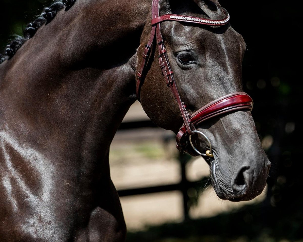 Klacz hodowlana Charming Oxanne Barones (Niderlandzkie Rijpaarden en Pony, 2013, od Charmeur)