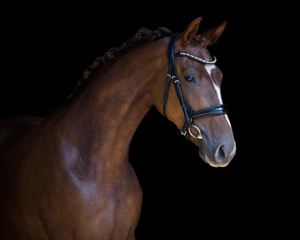 horse Dixi Barones (KWPN (Royal Dutch Sporthorse), 2017, from Don Deluxe)