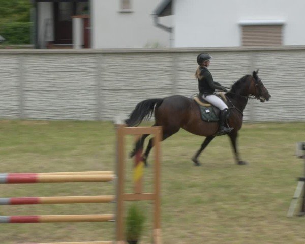 Reitturnier Buckow bei Beeskow (LOS) 2025