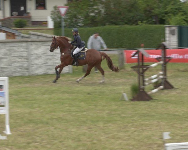 Reitturnier Buckow bei Beeskow (LOS) 2025