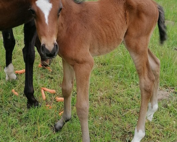 horse McCools First Choice (German Warmblood, 2021, from For Planet)