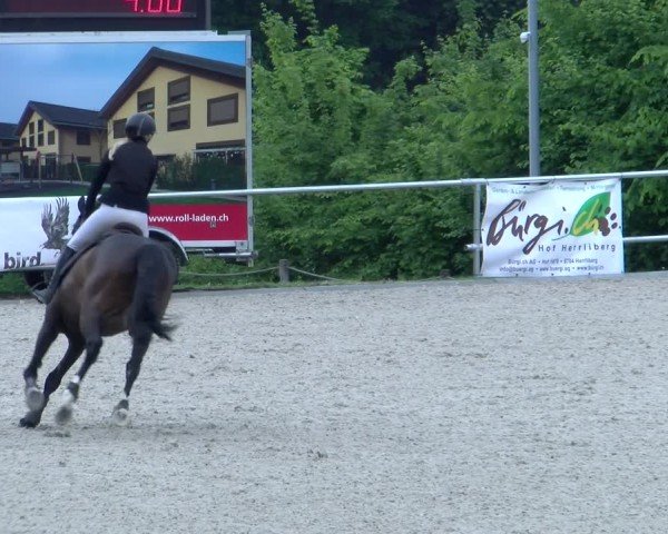 Reitturnier Meilen 2025