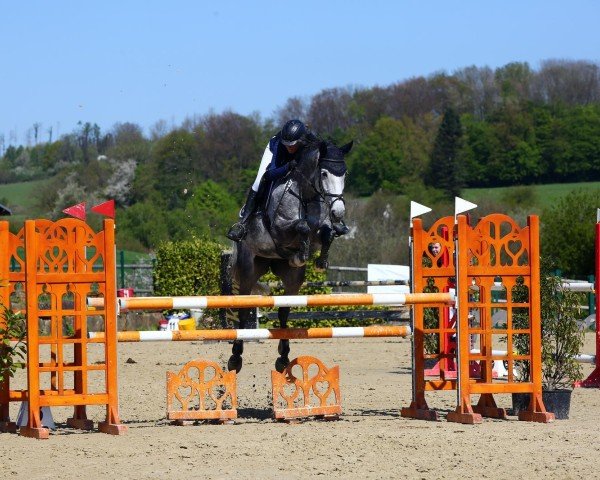 jumper Diacorina (Hanoverian, 2016, from Diacontinus)