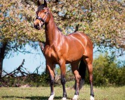 Dressurpferd Lone Star's little Miss Sunshi (Deutsches Sportpferd, 2012, von Lone Star)