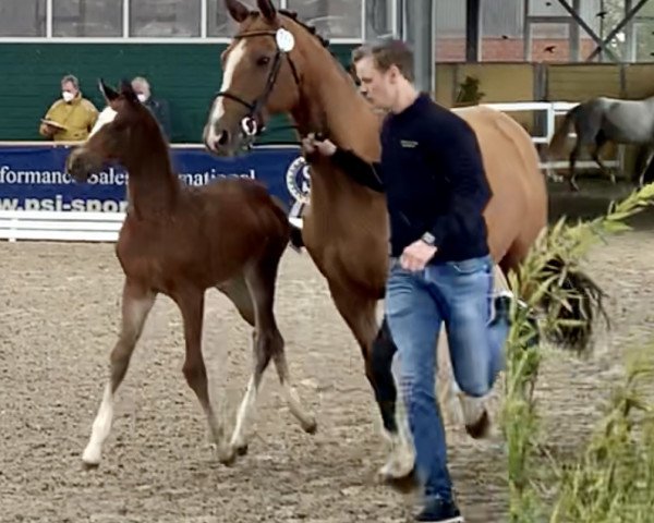 horse Crown Heaven CR (Oldenburg show jumper, 2021, from Conthargos)