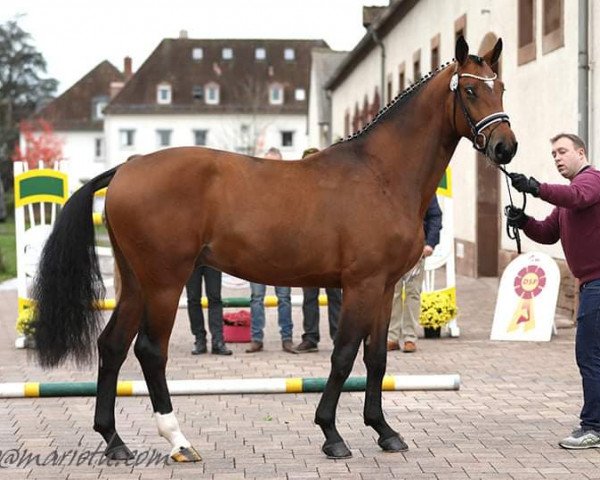 Springpferd Ld Conquest of Paradise (Deutsches Sportpferd, 2017, von Cullinan du Borget B)