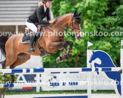 jumper Virginia 188 (Holsteiner, 2005, from Contender)