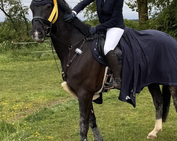 Springpferd Campari Nou (Hannoveraner, 2020, von Camp Nou)