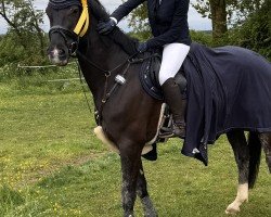 horse Campari Nou (Hanoverian, 2020, from Camp Nou)