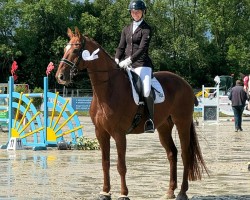 dressage horse Don Athello (Hanoverian, 2015, from Donatus)