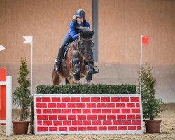 Springpferd Hogans Glory (Connemara-Pony, 2017, von Ross Fear Bui)