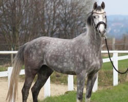 dressage horse Carry me Home 8 (Westphalian, 2020, from Contagio)